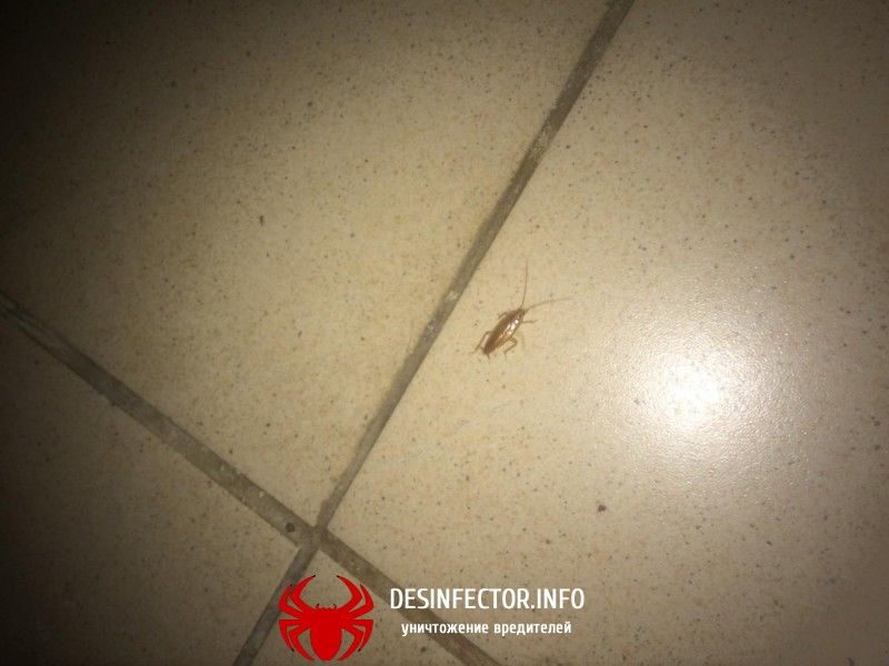 В отделении гнойной хирургии БСМП2, ночью бегают тараканы.