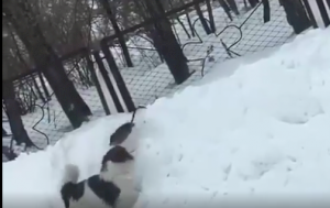 Огромная крыса напала на собаку, в селе Родино Алтайского края.(видео)