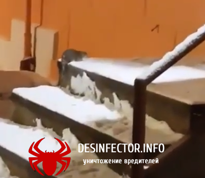 В центре Мурманска крысы пугают детей(видео)