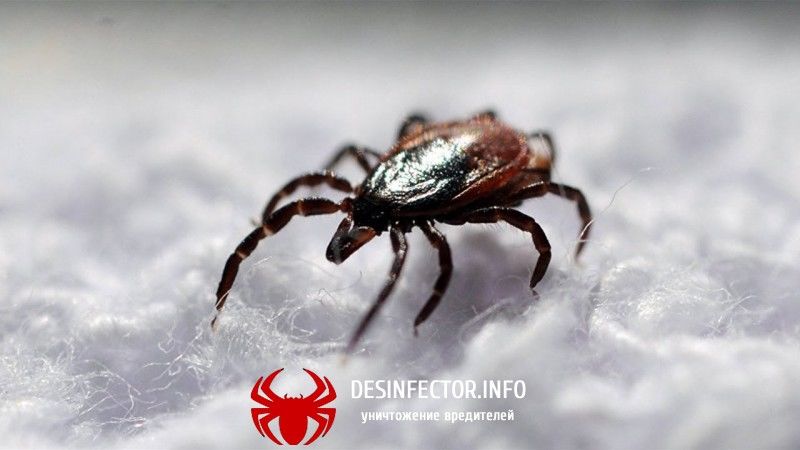 Первый случаи укуса клеща в Республике Алтай.  Горно-Алтайске.