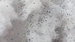 Снежные блохи в самарской области видео