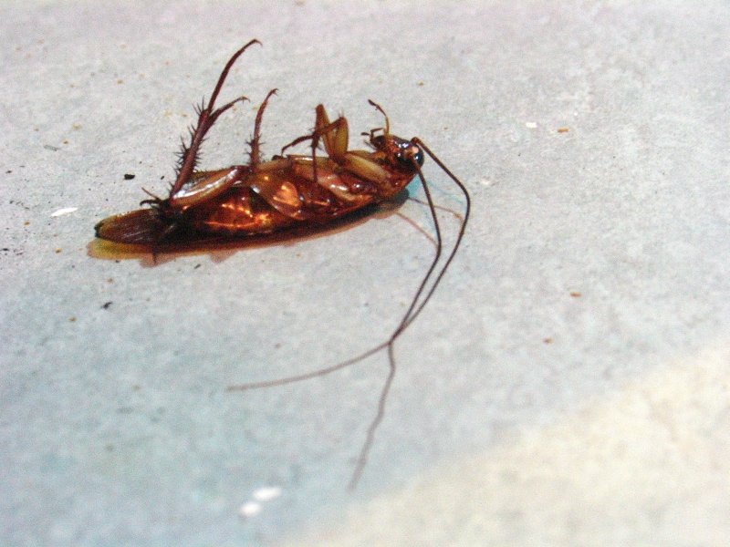 Гель таракан