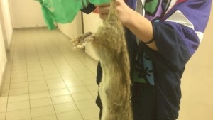 В общежитии №1 в Усолье, жила гигантская крыса.(фото гиганта)