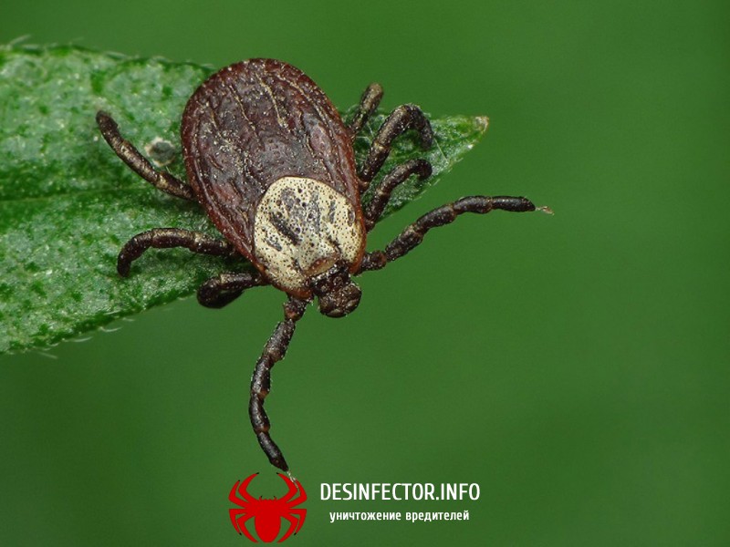 В Белгородском Роспотребнадзоре готовятся к нашествию клещей.