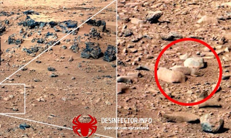 Крысы на марсе