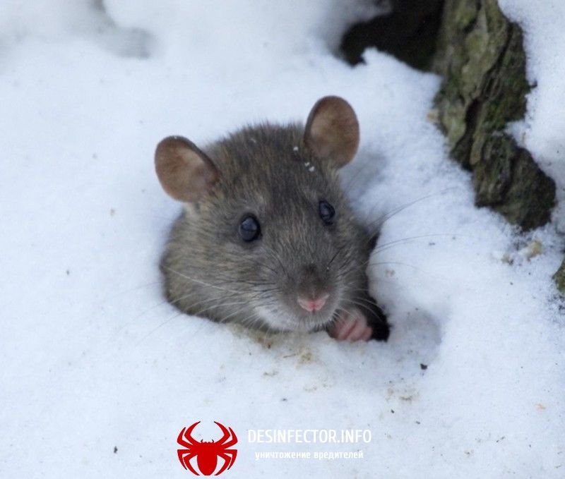 Крысы на контейнерной площадке на улице Степной в Новосибирске.