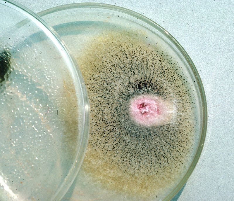 1200px-fusarium-subglutinans.jpg