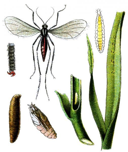 fly-mayetiola.jpg fly-mayetiola.jpg