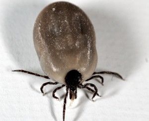 Иксодовые клещи Ixodes ricinus