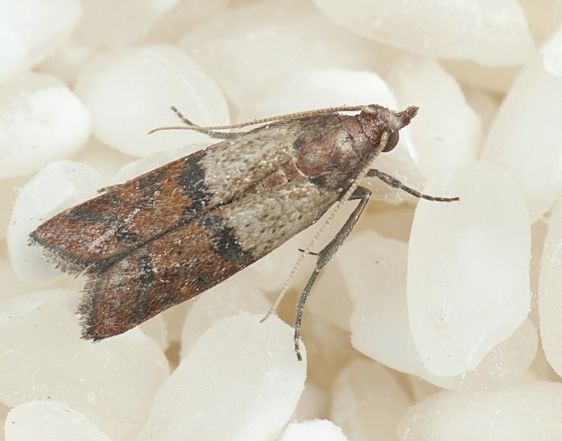 pishchevaya-mol.jpg