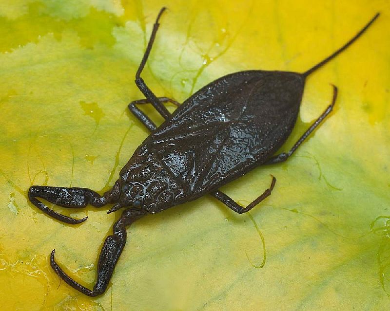 vodjanoj-skorpion-presnovodnyj-klop-animal-reader-ru.jpg водяной скорпион