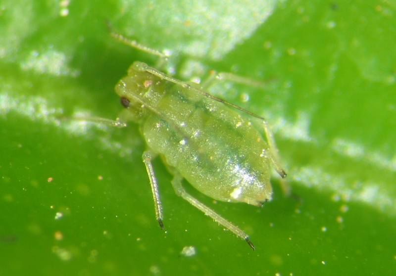 myzodes-persicae.jpg Оранжерейная тля