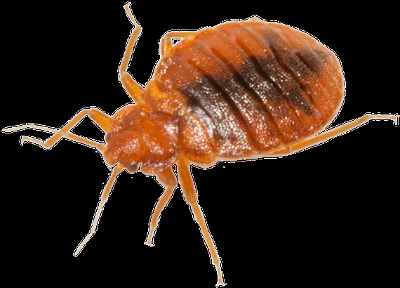 pinpng-com-bed-bug-png-4919551.png