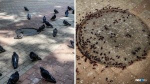 В Нижнем Новгороде по улицам ползают чёрные восточные тараканы.
