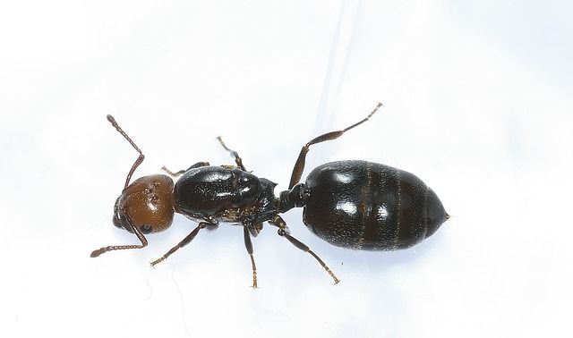 hymenoptera-1037434-640.jpg hymenoptera-1037434-640.jpg