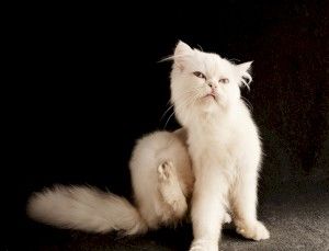 Как избавиться от блох животных в квартире.