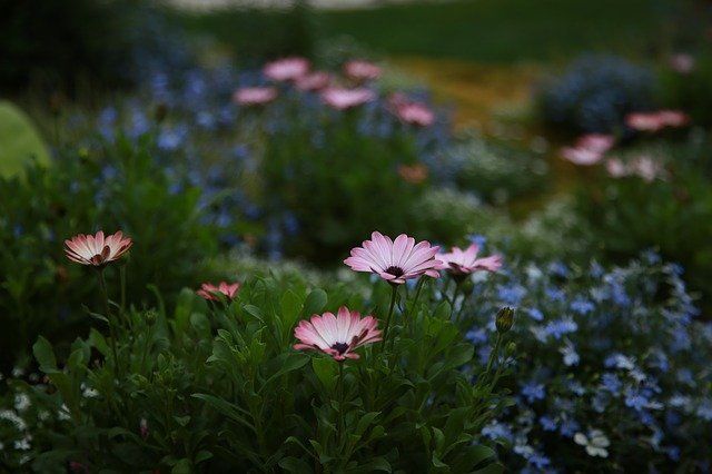 chrysanthemum-4143241-640.jpg