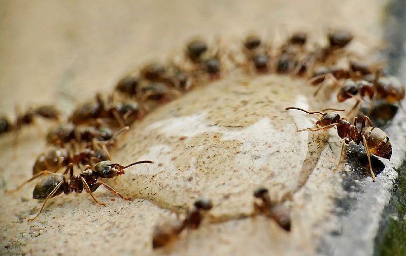 ants-4637999-1280.jpg ants-4637999-1280.jpg