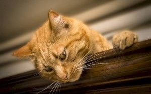 Как избавиться от запаха кошачьей мочи дома. Народные и профессиональные средства от запаха мочи.