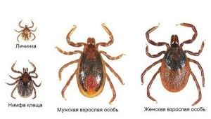 Противоклещевая обработка в Шексне 3
