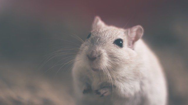 mouse-801843-640.jpg mouse-801843-640.jpg