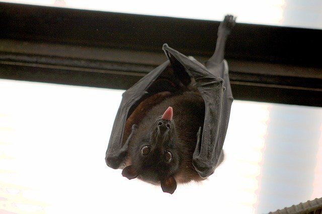 bat-1268650-640.jpg