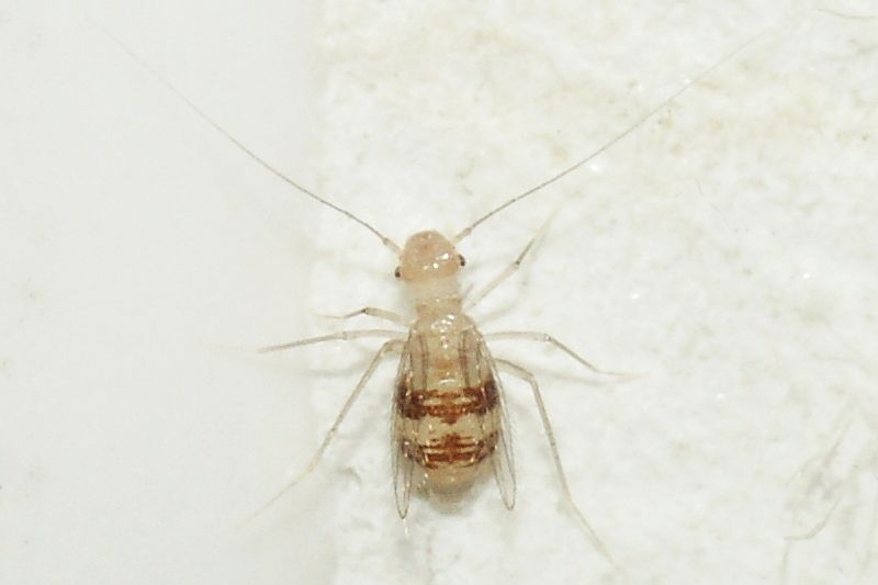 staublaus-psocoptera-20090903-220236-dslr-a700-dsc06147b4.jpg маленький сеноед