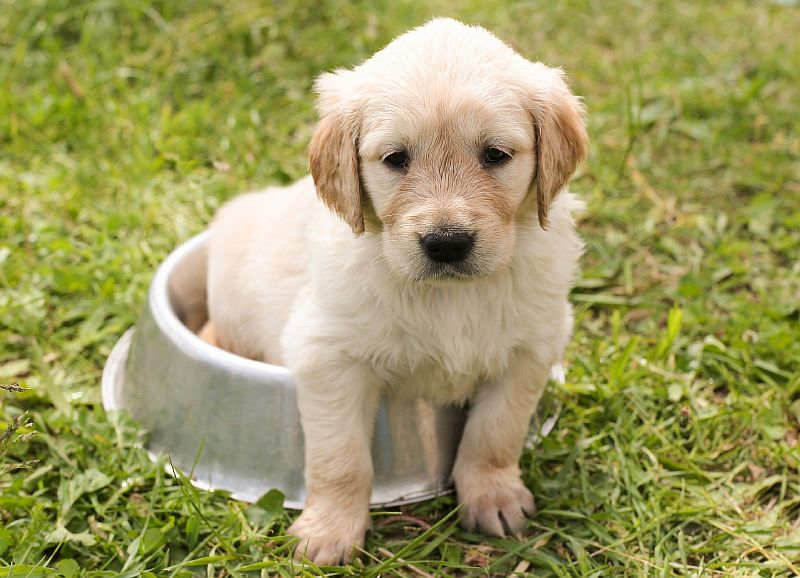 puppy-1207816-1920.jpg puppy-1207816-1920.jpg