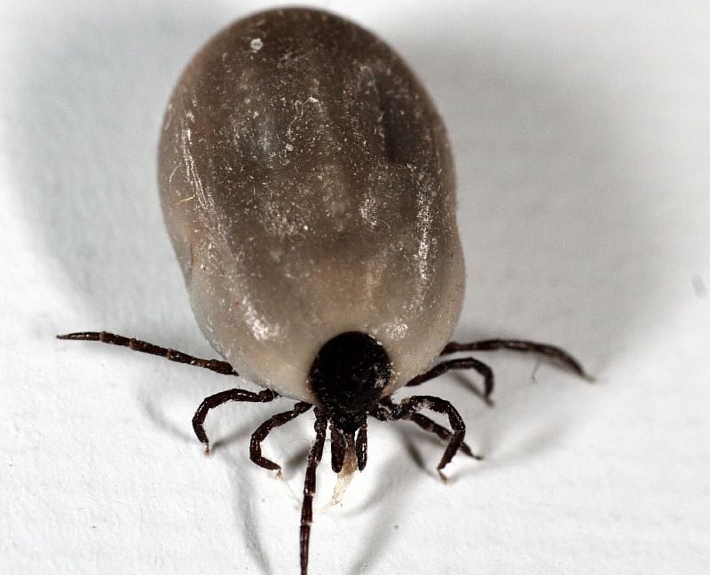 ixodes ricinus