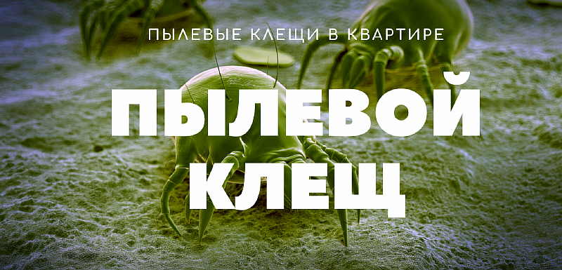 kleschi.png kleschi.png
