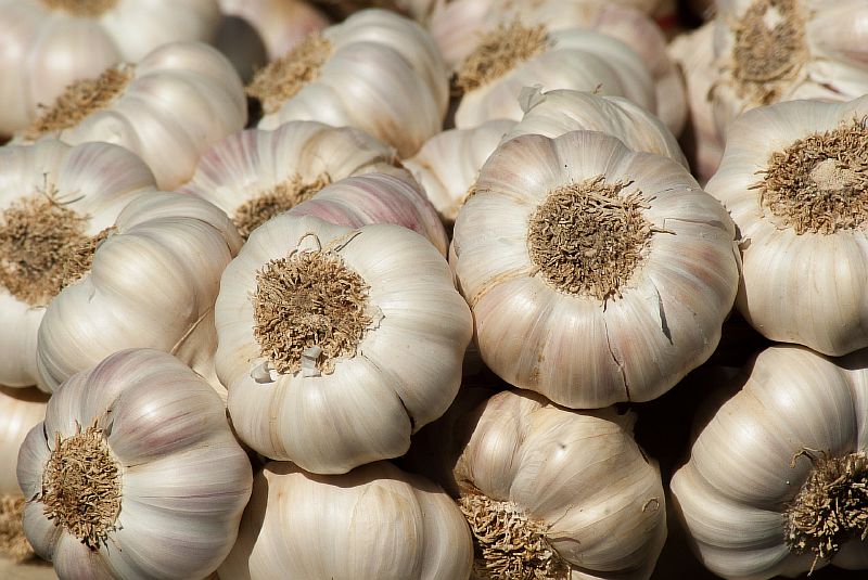 garlic-growing-guide.jpg garlic-growing-guide.jpg