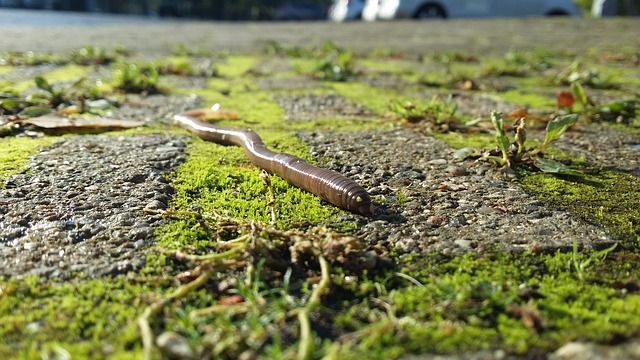 earthworms-2773457-640.jpg Любимая еда крота