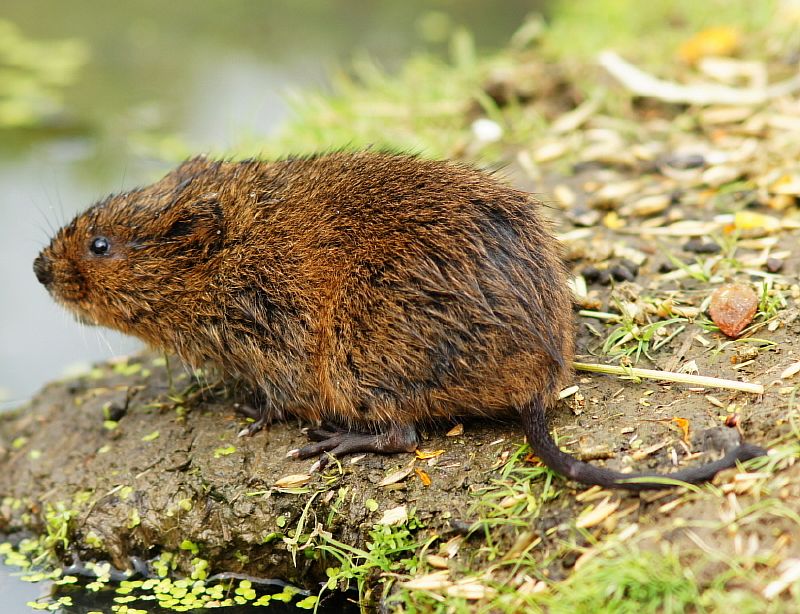 arvicola-amphibius.jpg arvicola-amphibius.jpg