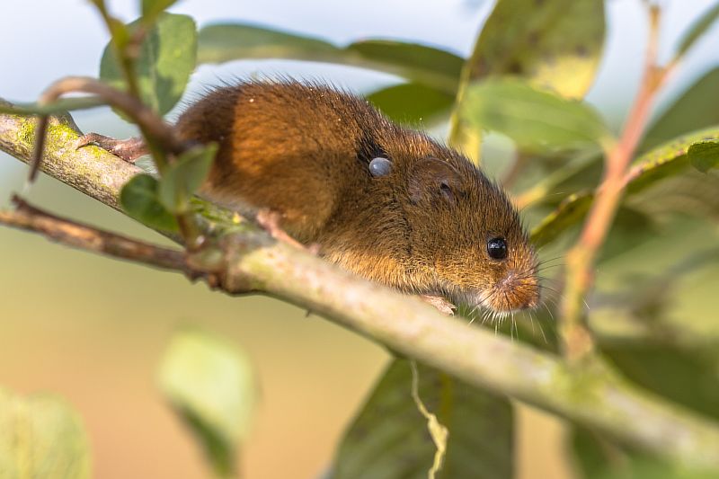 Мышь в которую впился Ixodes ricinus