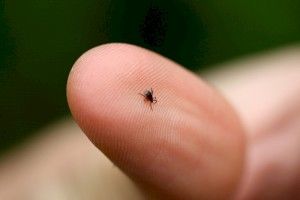 Эрлихиозы человека. Гранулоцитарный и моноцитарные эрлихиозы.