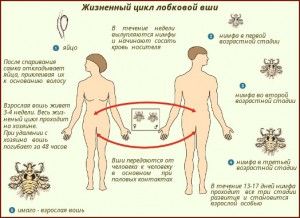 Стадии размножения вшей.