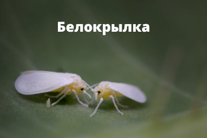 Белокрылка в теплице: биологические, народные и химические методы борьбы
