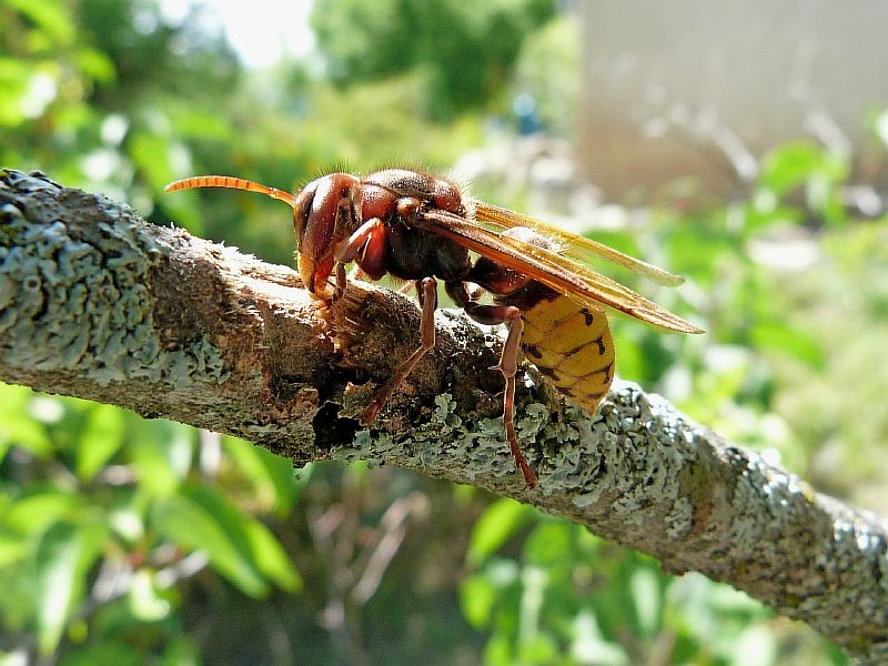 hornet-417939-1920.jpg hornet-417939-1920.jpg