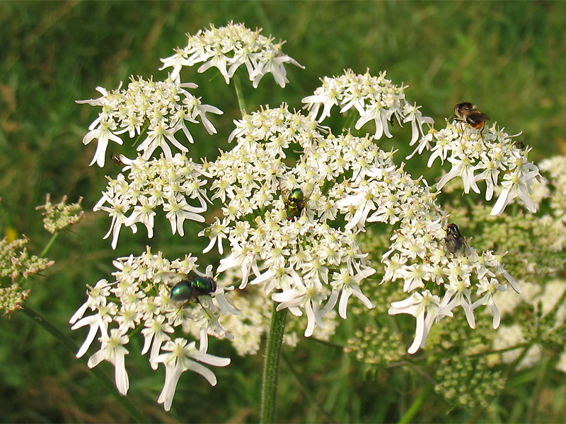 33january.jpg Heracleum sphondylium L.