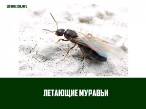 Крылатые муравьи атакуют города.