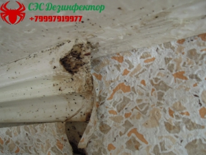 Клопы в потолочном плинтусе