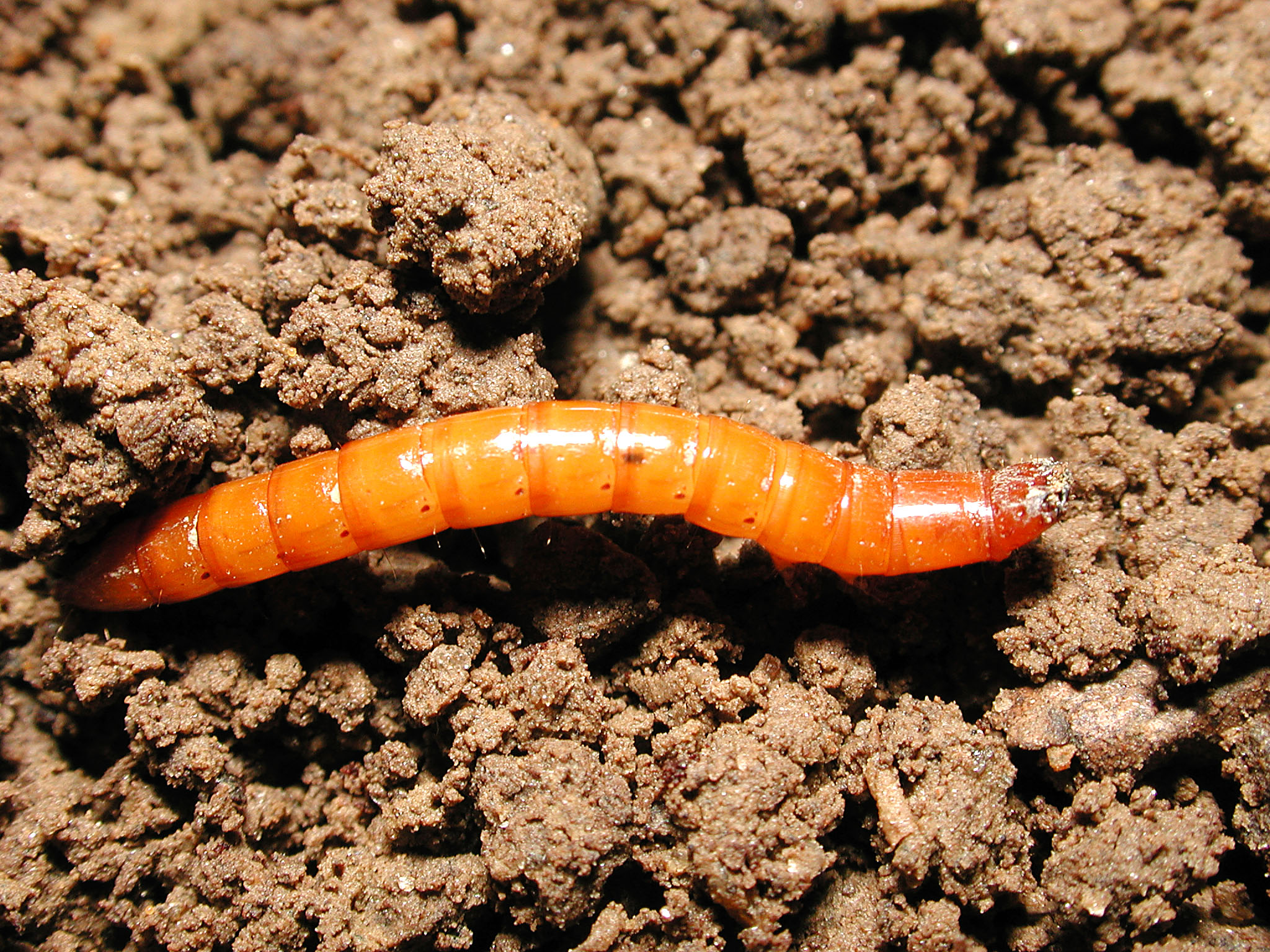 wireworm-lv-ms.jpg wireworm-lv-ms.jpg