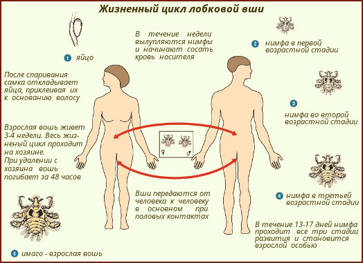 Головная, платяная и лобковая вши.