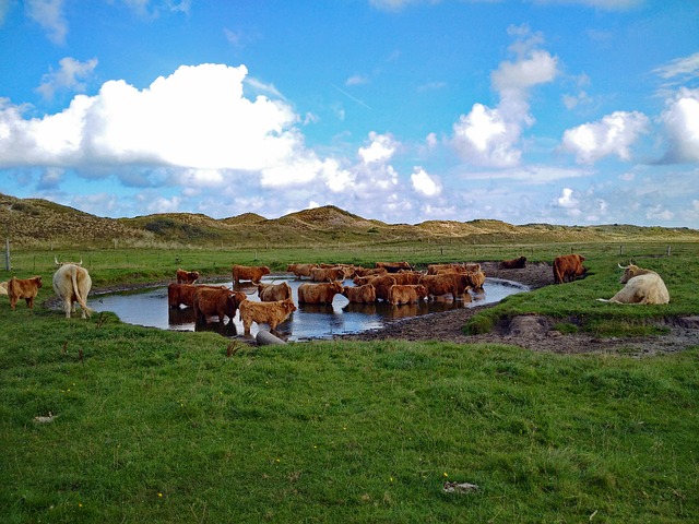 highland-beef-3347997-640.jpg highland-beef-3347997-640.jpg