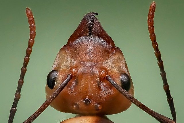 queen-ant-1193472-640.jpg queen-ant-1193472-640.jpg