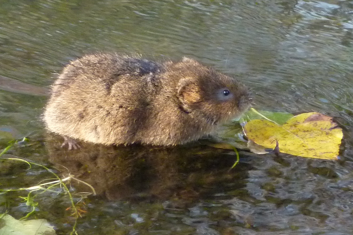 water-vole-arvicola-amphibius-2b.jpg water-vole-arvicola-amphibius-2b.jpg