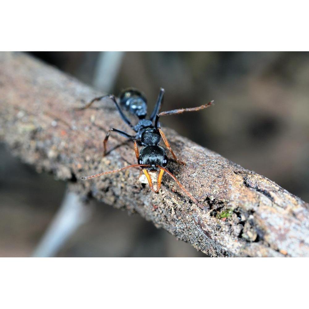 myrmecia-pilosula.jpg myrmecia-pilosula.jpg