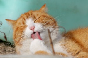 Средства от блох для кошек и котят в домашних условиях