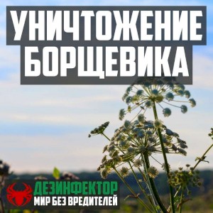 Уничтожение борщевика в Череповце