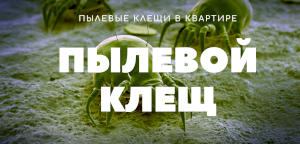 Клещ в домашней пыли. Среда обитания. Вред, средства уничтожения пылевых клещей.
